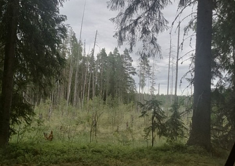  Кувакса (Типи) Romantic рис.4