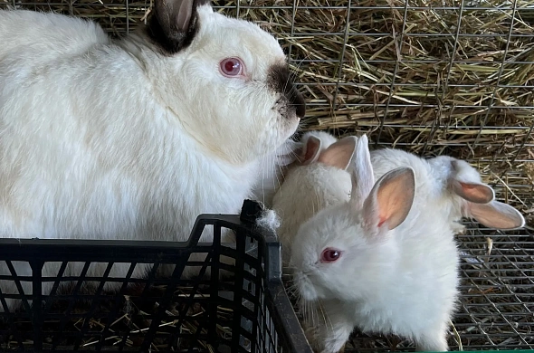 Гостиница Чехов APi рис.18