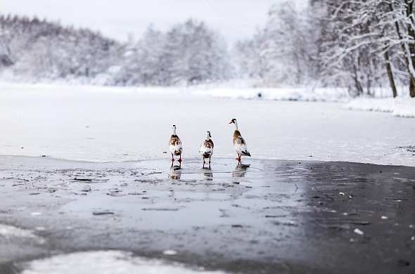 База отдыха А у реки рис.49