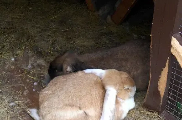 Глэмпинг Павлов Вилладж рис.37