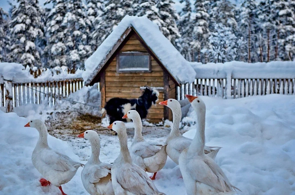 Глэмпинг Северный берег рис.21