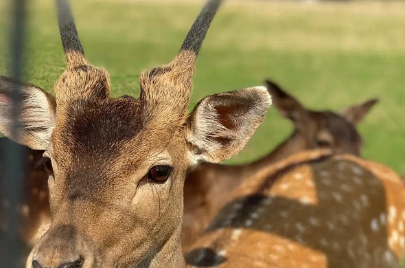 База отдыха Трофимов Берег рис.45