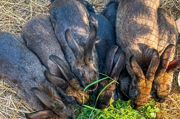 Гостевой дом А у реки рис.77