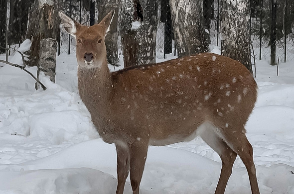 Гостиница Романов лес рис.27