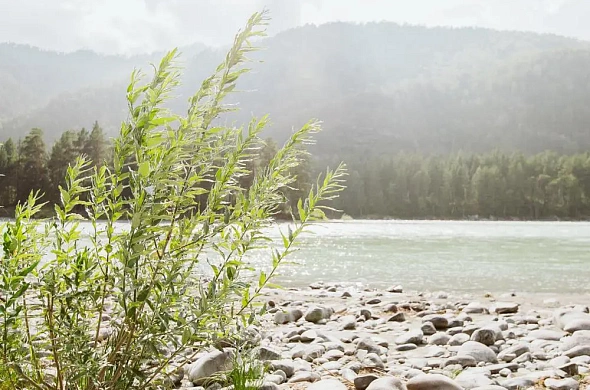 База отдыха Altay Bereg рис.21